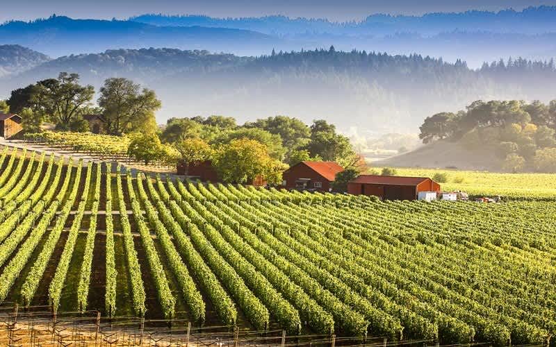 Napa-Vadisi-sarap-yerleri